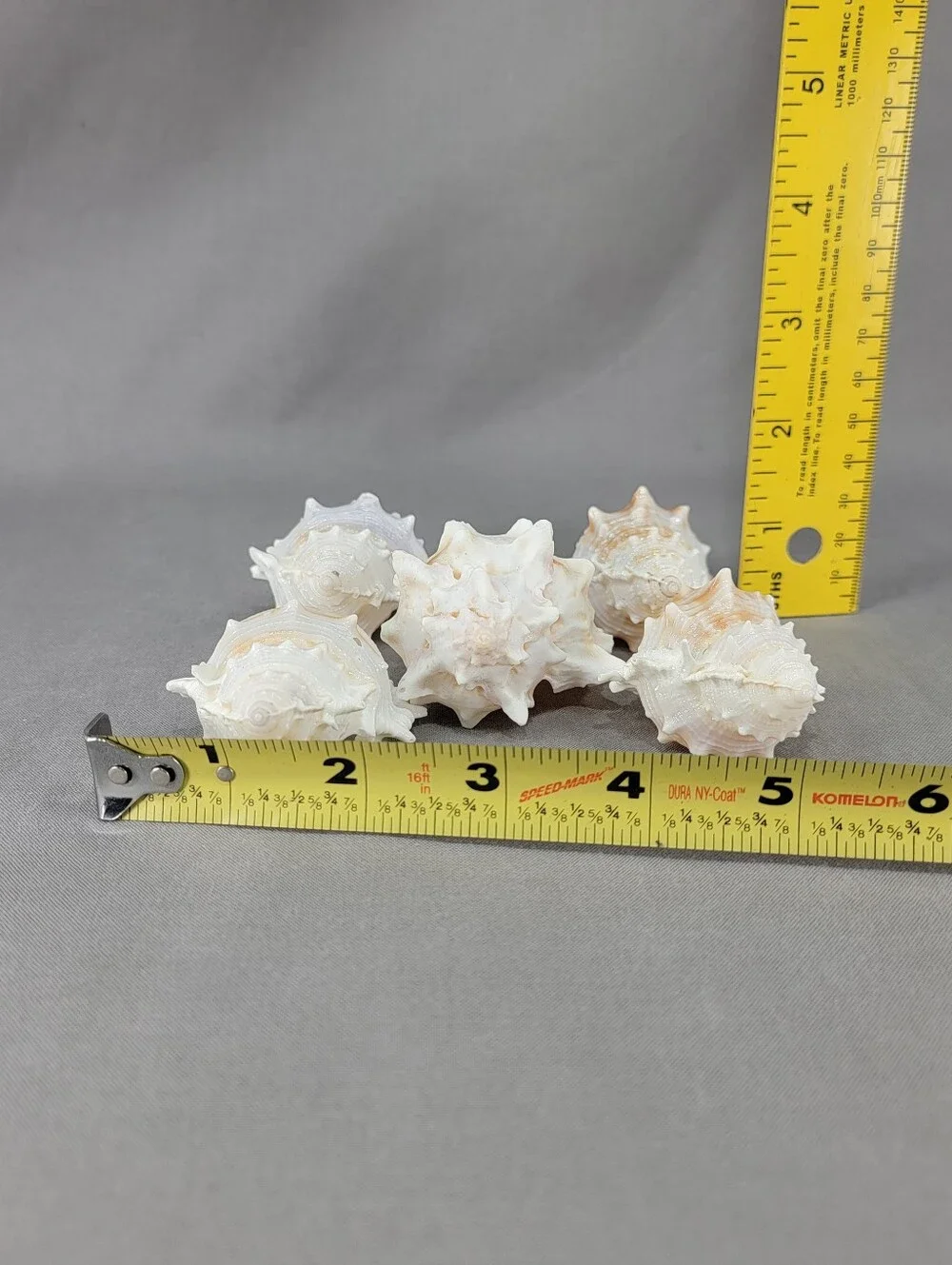 Murex Seashell Shell Mixed Lot 5 Coastal Beach Decor Crafts Natural